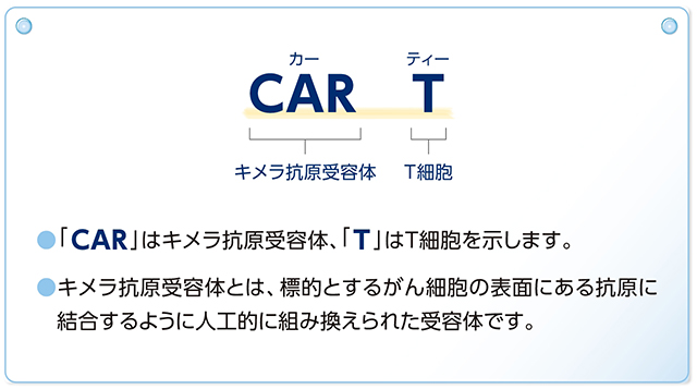 CAR T 「CAR」はキメラ抗原需要体、「T」はT細胞を示します。キメラ抗原受容体とは、標的とするがん細胞の表面にある抗原に結合するように人口的に組み換えられた受容体です。