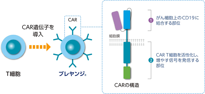 CAR遺伝子を導入 ①がん細胞上のBCMAに ②CAR T細胞を活性化し、増やす信号を発信する
